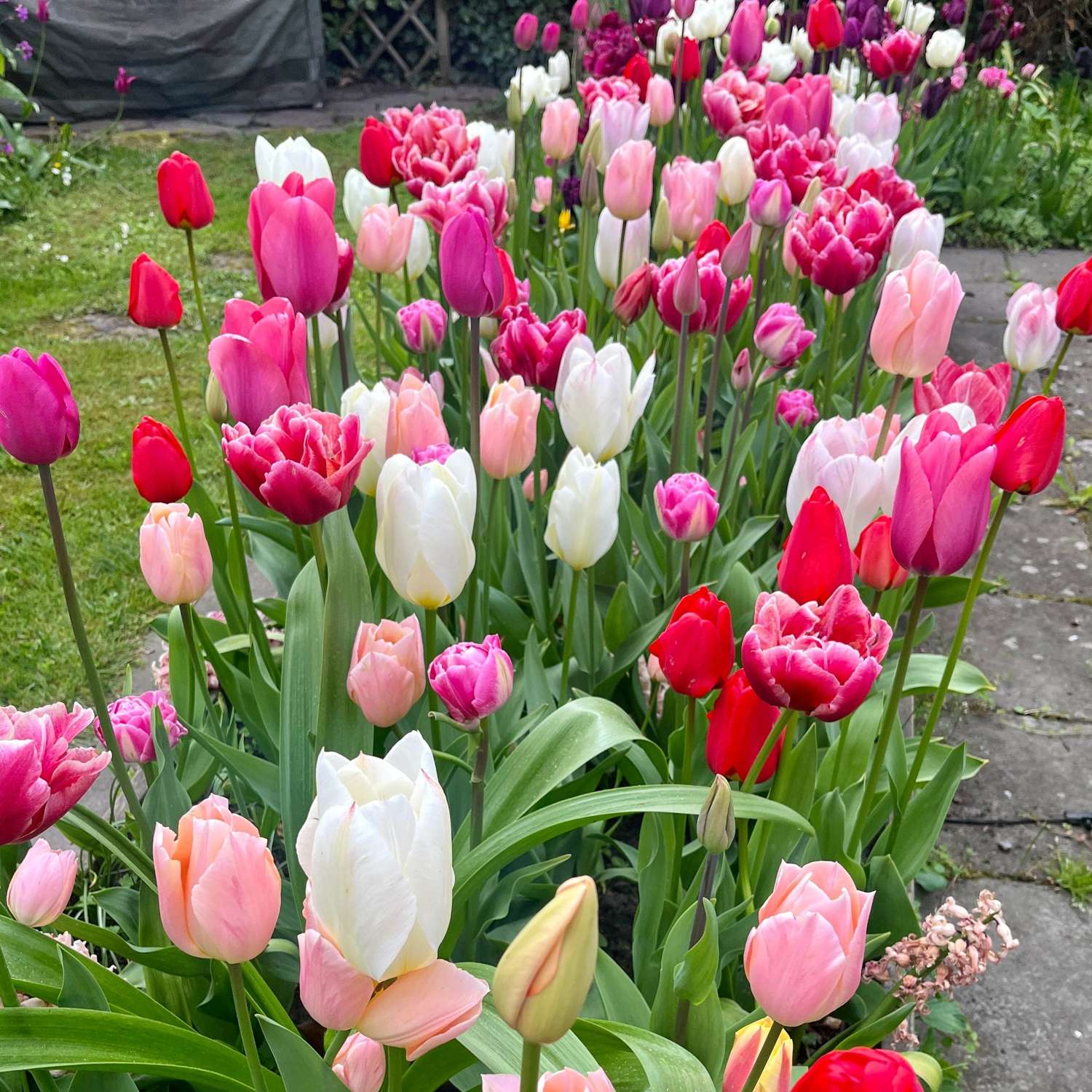 Exklusivmischung 'Svaneke Delight'